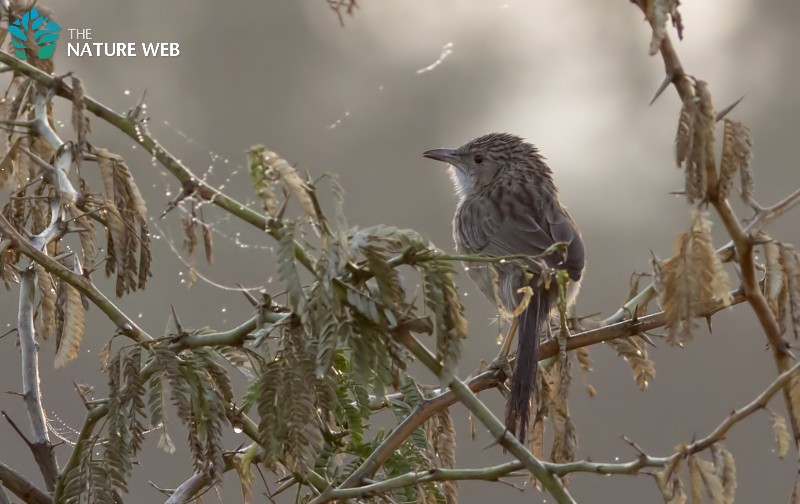 Common Babbler